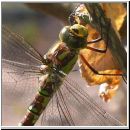 Aeshna cyanea - Blaugruene Mosaikjungfer w02.jpg